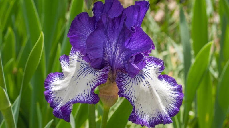 Bearded irises are another late spring/ early summer flowering perennial.