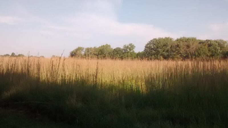 Tall grass on Konza Prairie, Manhattan, Kansas.