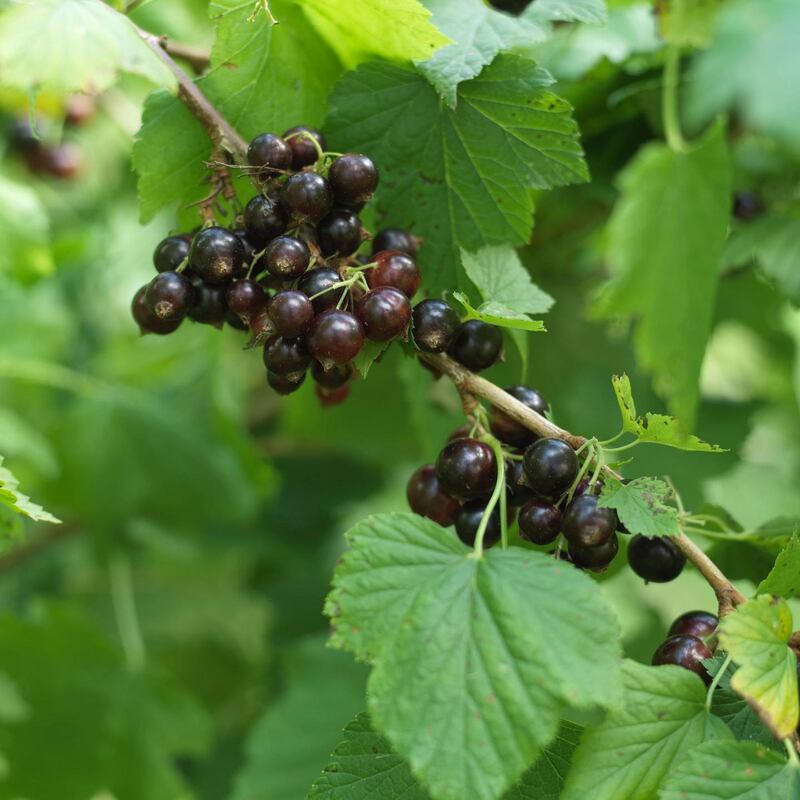 Blackcurrants on the bush. Photograph: Richard Johnston