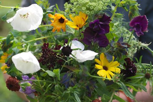 Gardening: Get next summer all sown up