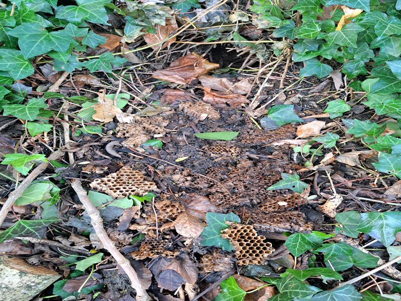 Wasp's nest, supplied by Emma McMahon