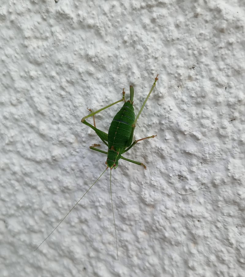 A speckled bush cricket. Photograph supplied by Angela Mason