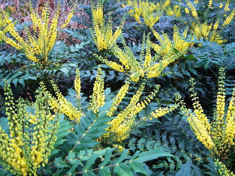 Mahonia 'Winter Sun'. Photograph: Morris Hankinson/Hopes Grove Nurseries/PA