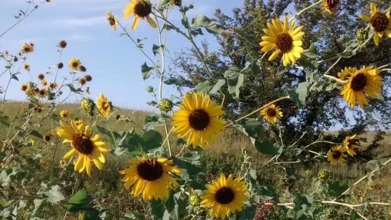 Sunflowers on Konza Prairie in Manhattan, Kansas.