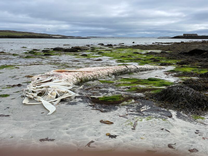 Dead basking shark. Photograph supplied by Jack  O'Farrell