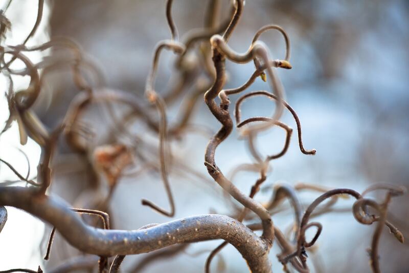 Corylus avellana ‘Contorta’