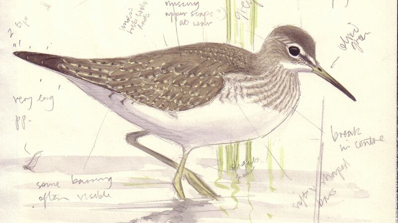 A solitary sandpiper by Killian Mullarney