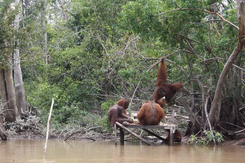 Orangutans seen from the Kahayan river, Kalimantan, Borneo