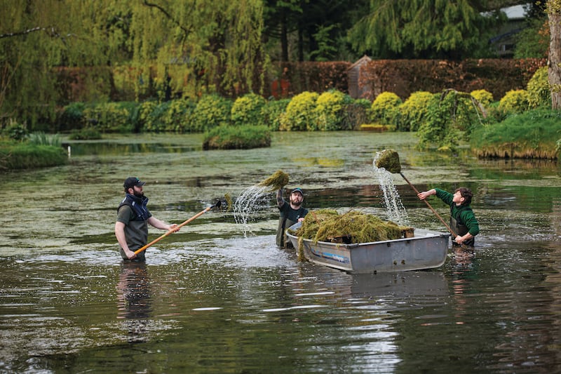 WADING HIGH: Irish National Stud gardeners manually removing pondweed from one of their park lakes. Non-use of pesticides is part of the Irish National Stud & Gardens sustainability and biodiversity plan. Photograph: Mark Condren / Mediahuis Ireland
