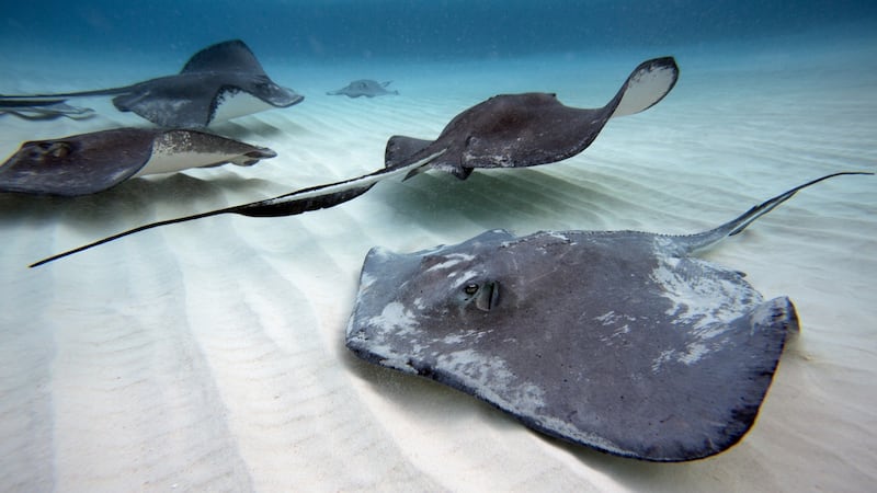 Stingray: on Grand Cayman, tourists hop into the water to be caressed by the great flat fish. Photograph: Will Burrard-Lucas