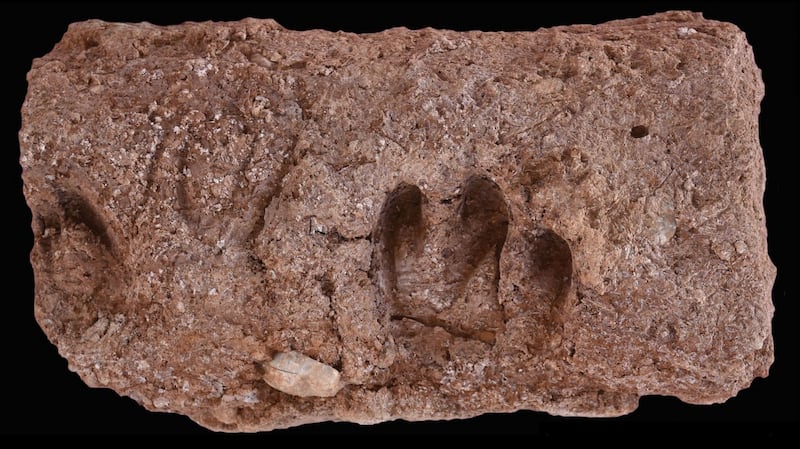 Indentation of several goat hooves in a brick from the archaeological site of Ganj Dareh in western Iran. Image credit: TheTracking Cultural and Environmental Change project