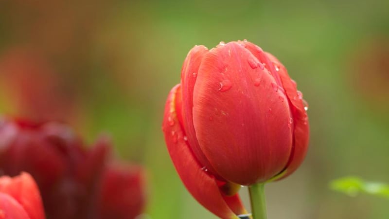 Tulip growing in an Irish garden. Photograph:  Richard Johnston