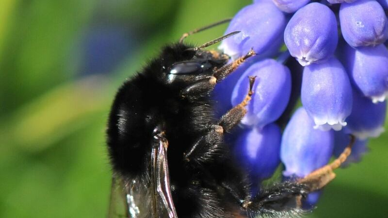 The Red-Tailed Bumblebee. Photograph: John Breen