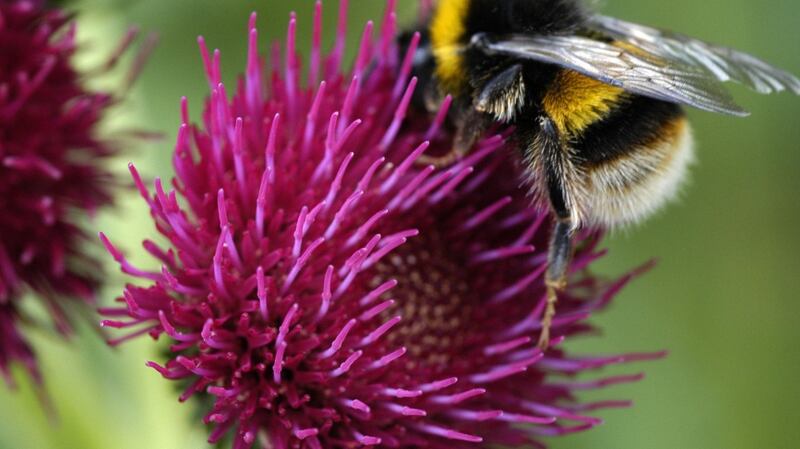 A third of wild bee species are threatened with extinction while two-thirds of wild bird species are red- or amber-listed ‘of conservation concern’. File photograph: Jane Powers