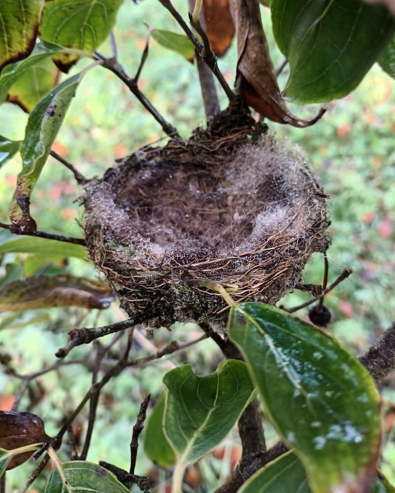 Chaffinch nest. Photograph supplied by Olivia Goodwillie