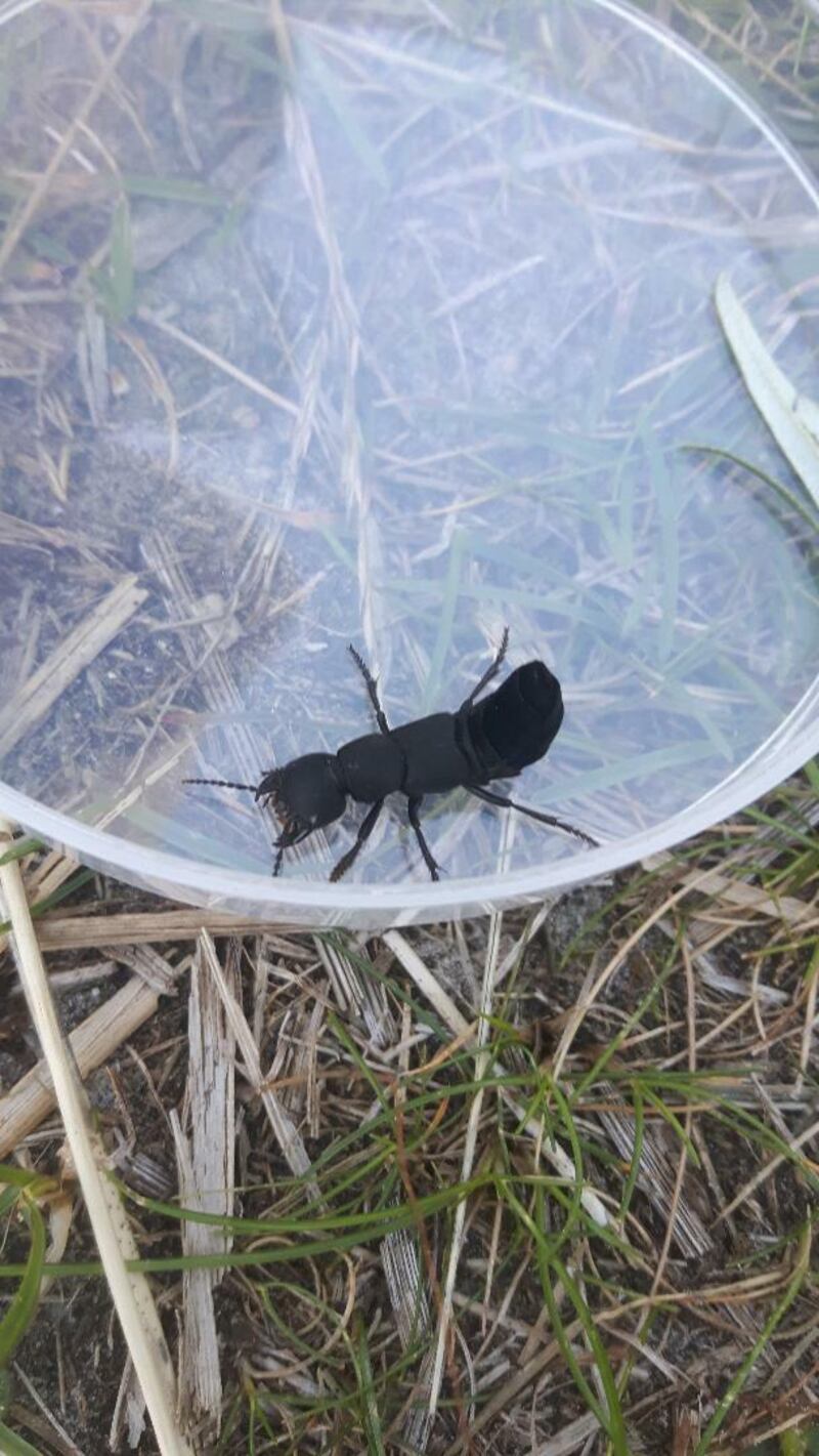 Devil’s coach horse beetle