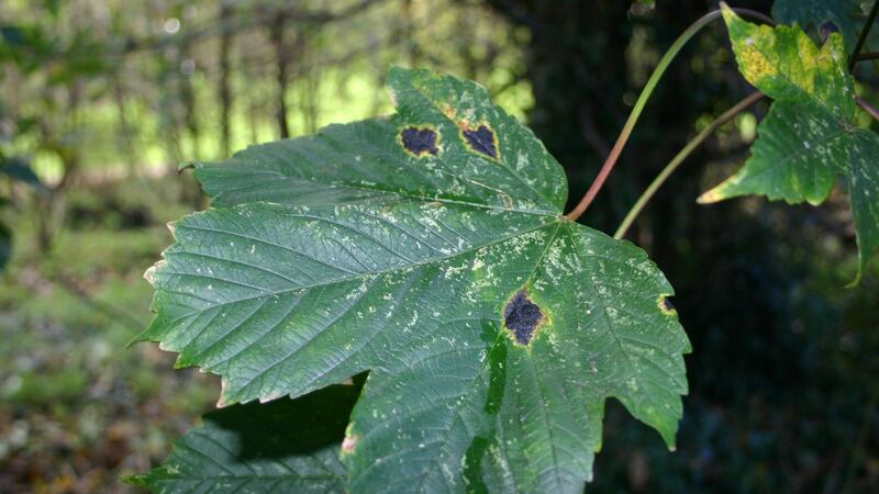 Leaves with tar-spot fungus