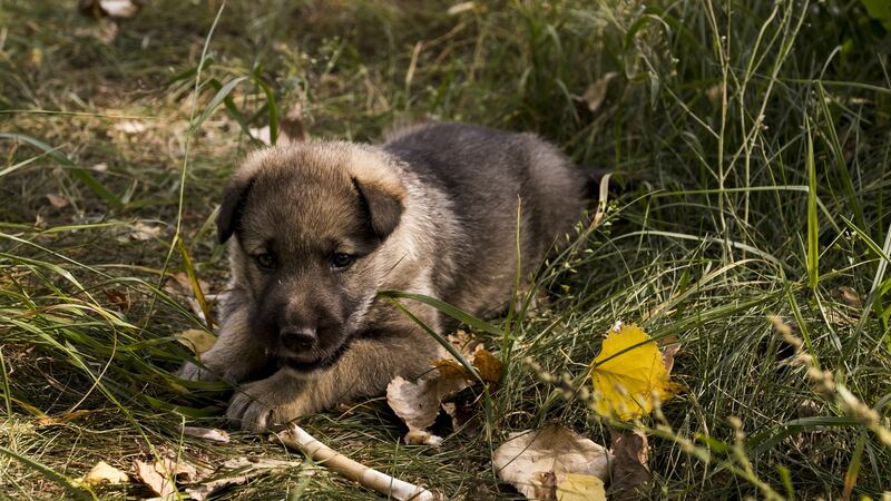 Discover the dogs of Chernobyl. Photograph: AirBnB