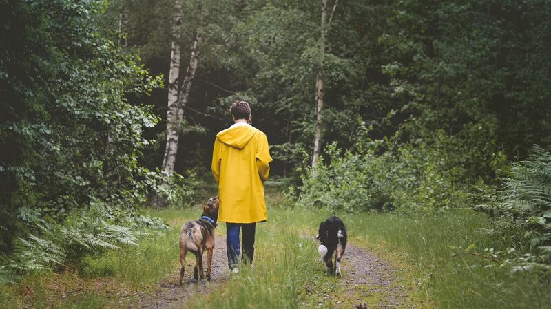 ‘When people walk out in nature, they get a boost in vitality or energy.’ Photograph: iStock