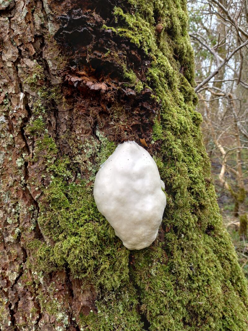 False puffball slime mould. Photograph: Rory O'Hara