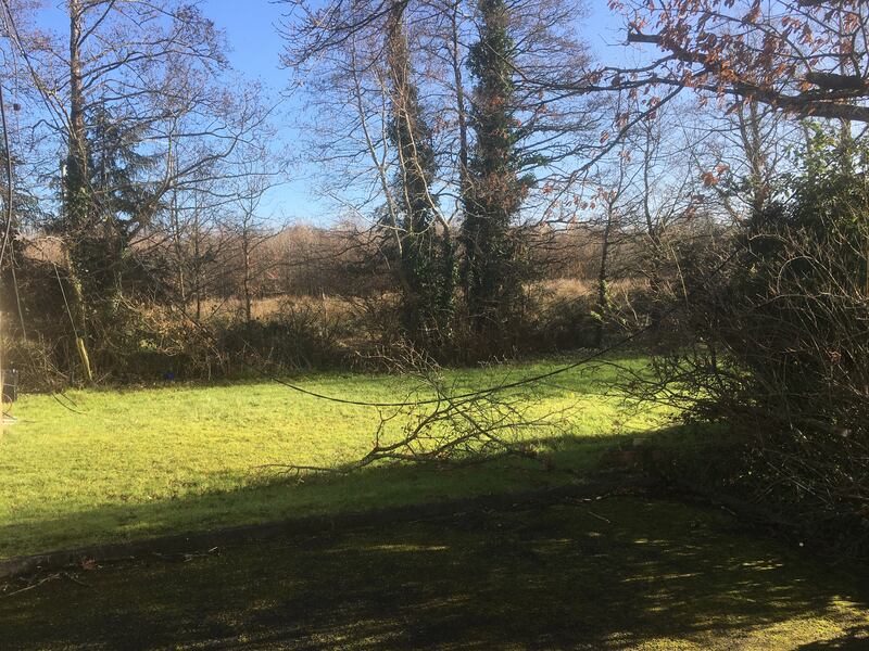 Wires still down in Maura McCormack's garden in the wake of Storm Éowyn. Photograph: Stephen Farrell