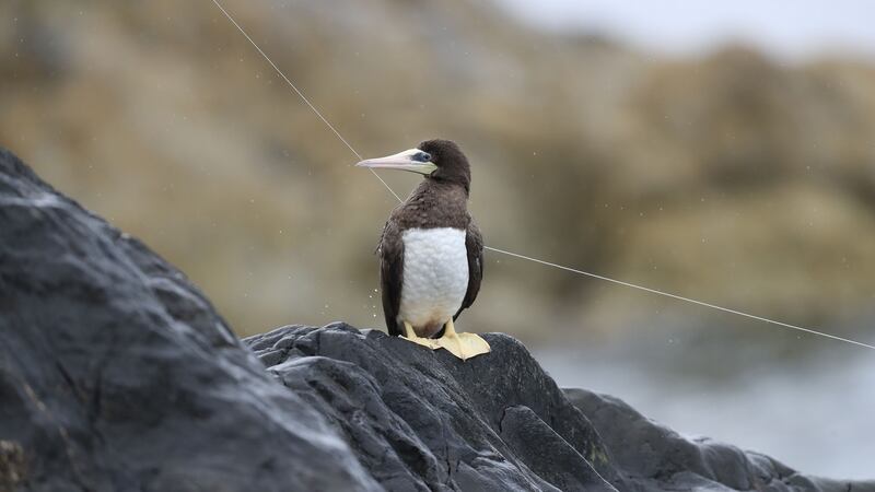 The brown booby in Greystones in Co Wicklow. Photograph: Nick Bradshaw