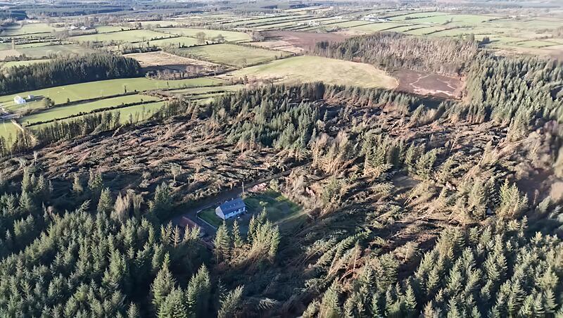 Drone image of extensive damage to forestry in Newbridge, Co Galway. Photograph: Brian Conway