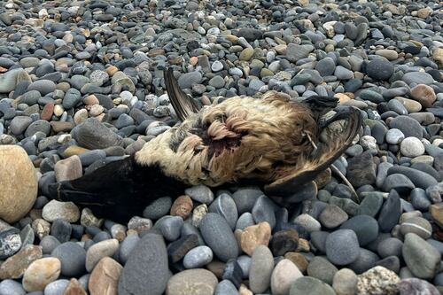 Numbers of ‘oiled seabirds’ rises as source of pollution remains a mystery 