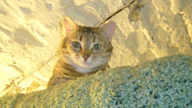 Stowaway in   Russian history: Raquel is one of 70 cats living in the basement of the Hermitage Museum in St Petersburg. Photograph: Lara Marlowe