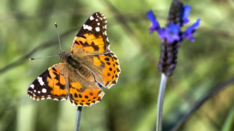 The painted lady butterfly is a migrant from Africa  and is a similar size and shape to the red admiral, Photograph:   Getty Images