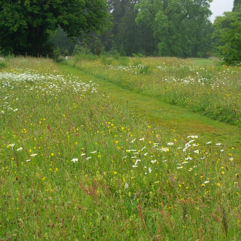 The wild-flower meadows at Kilmacurragh Botanic Gardens, in Co Wicklow. Photograph: Richard Johnston