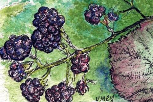 Another Life:  March of brambles keeping botanists on their toes