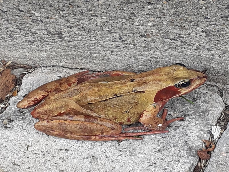 A fat frog, not a Malahide toad. Photograph: Tom Sheehy