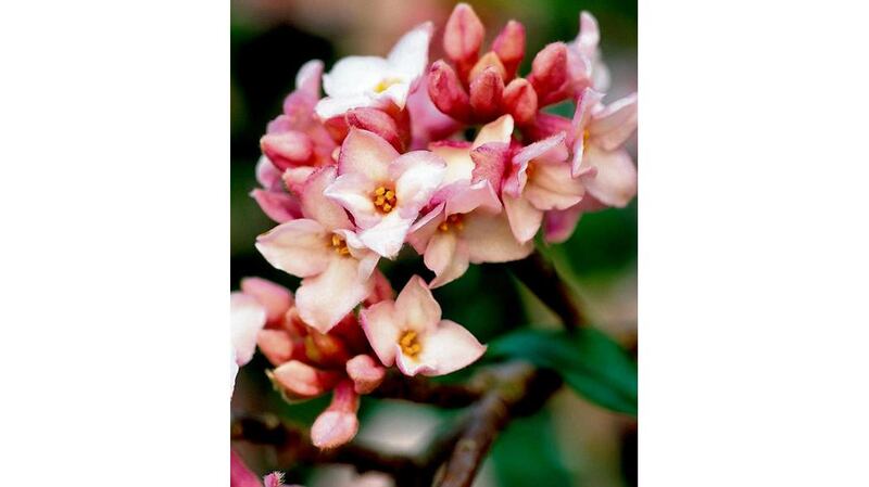 COLOURFUL SHRUBS The evergreen D. bholua 'Jacqueline Postill'