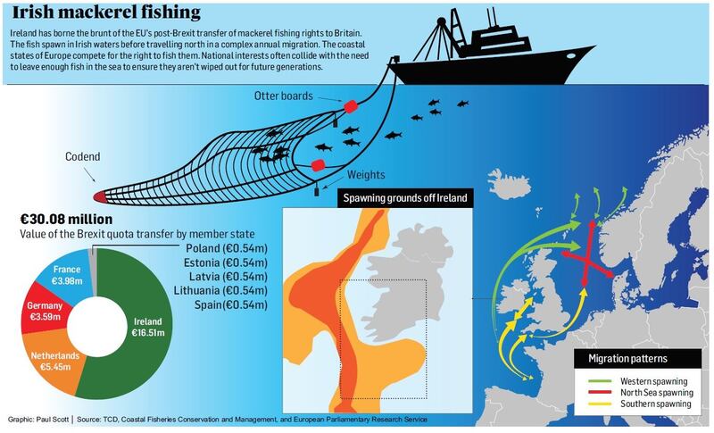 Mackerel graphic