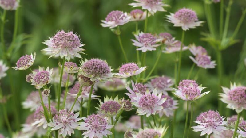 Work your way through flowerbeds, them, removing weeds, and cutting back the spent flower-heads of perennials such as astrantias. Photograph: Richard Johnston