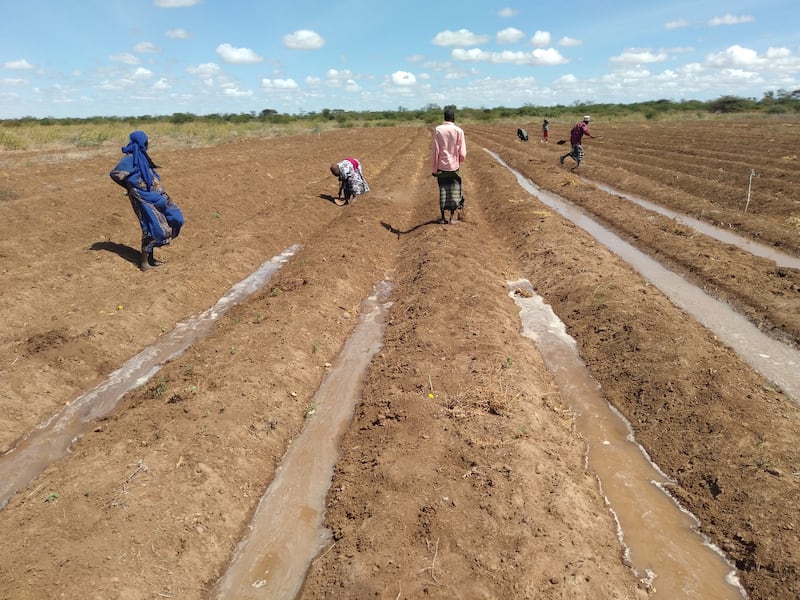 Through micro-irrigation techniques and drought resistant seeds those residing along the banks of the Tana river are no longer reliant on its flood waters to farm