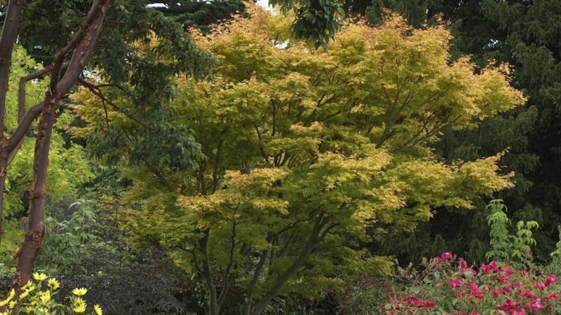 A Japanese acer in brilliant autumn colour in to have in your garden. Photograph: Richard Johnston