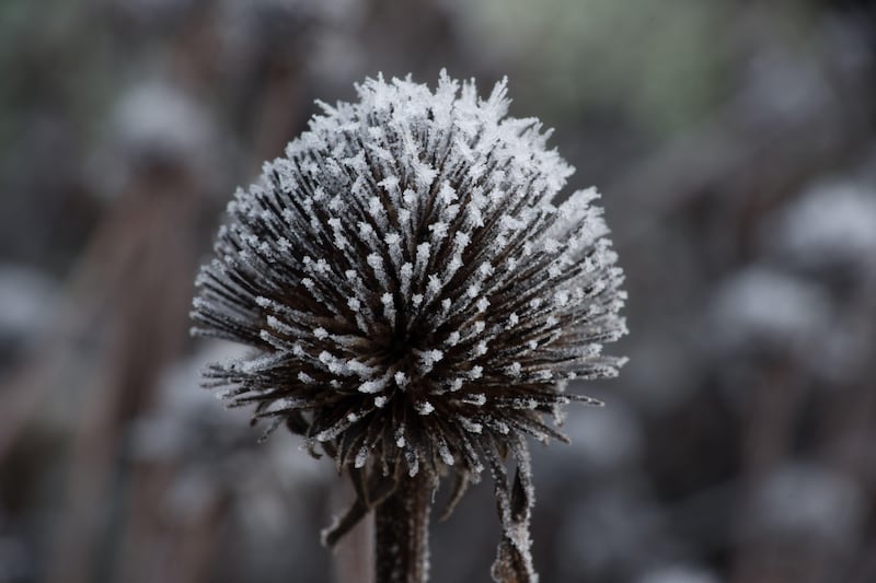 The frosted remnants of an echinacea flower in autumn. Photograph: Alamy/PA