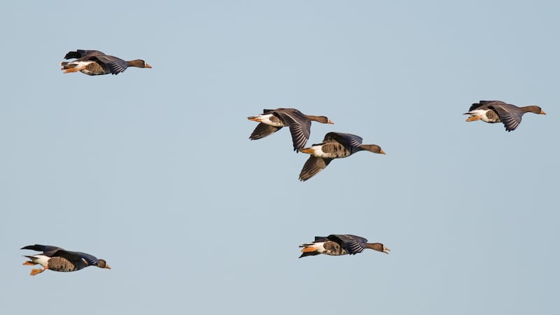 Six Greenland white-fronted geese landing on the Wexford Sloblands