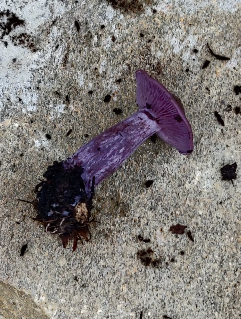 Amethyst deceiver mushroom 