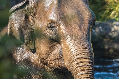 What is the virus that has killed two Dublin Zoo elephants, with a third testing positive?