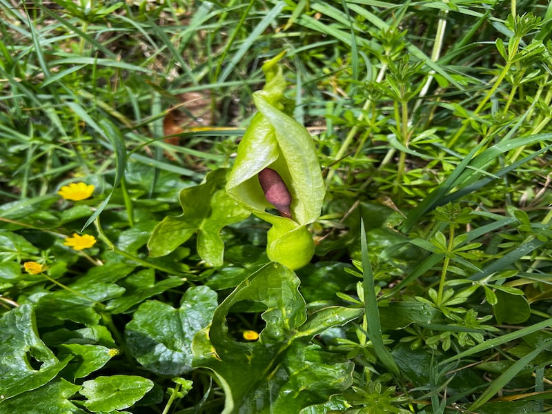 Arum lily. Photograph supplied by Peggy McLeer