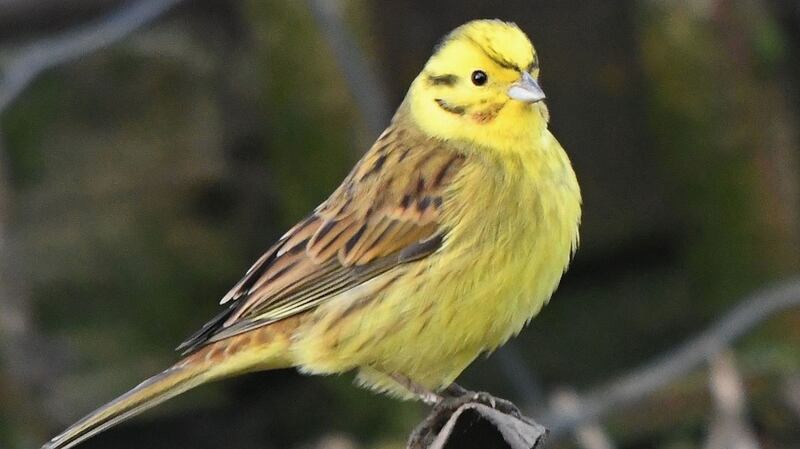 A yellowhammer spotted in Co Meath.