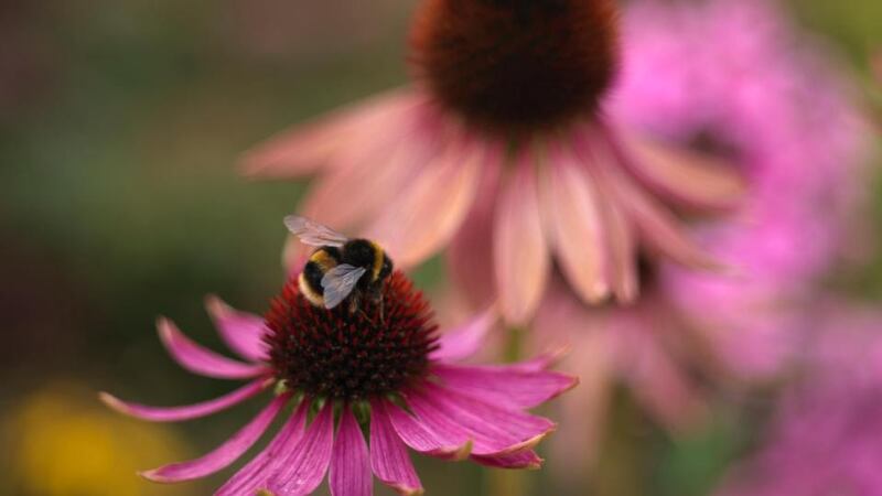 Ecinacea flowering in an Irish garden. Photograph: Richard Johnston