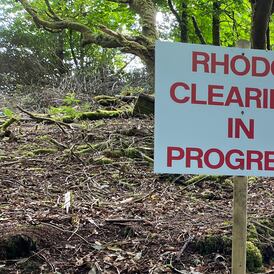 Killing rhododendrons is not pretty work but is necessary to restore nature