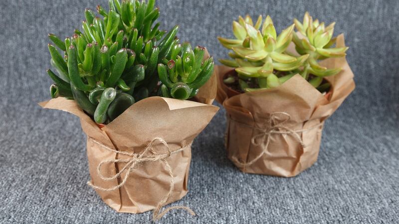 A succulent can be planted in an old takeaway container wrapped in paper as a cheap alternative to a ceramic pot. Photograph: iStock