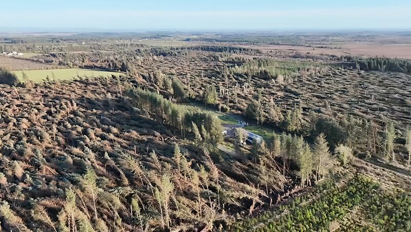 Trees felled by Storm Éowyn near Newbridge, Co Galway. Photograph: Brian Conway