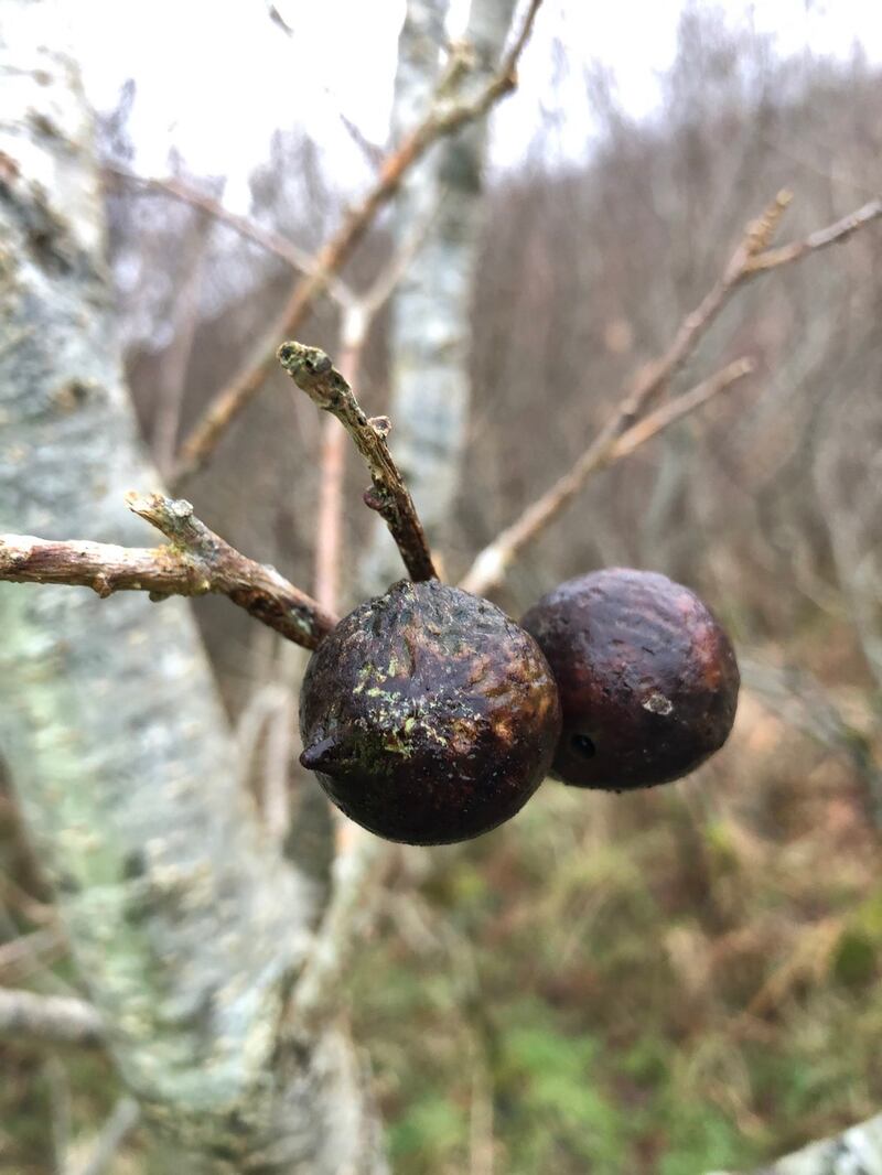 Birch crown gall