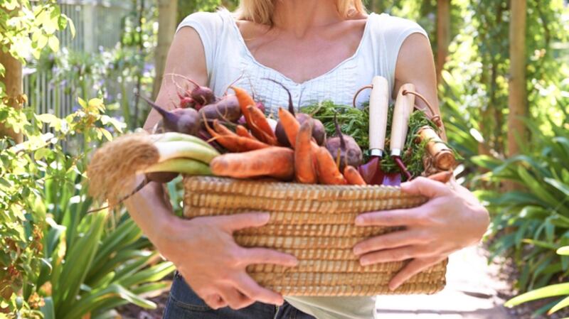 Freshly harvested vegetables